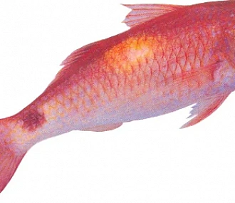 Red mullet fish GOAT FISH (PARUPENEUS SPP) whole, ungutted, s/m