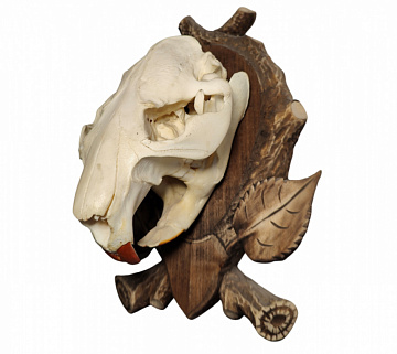 Фото Beaver skull on medallion