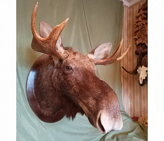 Moose head