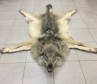 European wolf carpet