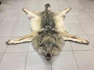 Фото European wolf carpet