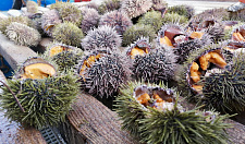 Preview Sea urchin caviar Uni Premium (Acoustic freezing)
